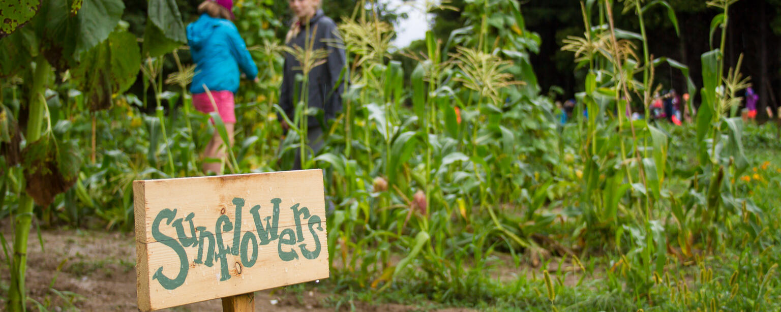 children working in a garden at summer camp with a sign that says "sunflowers"